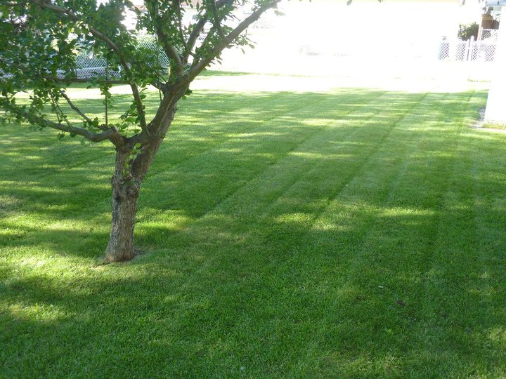 scott's quality lawn care